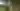 Cross Timbers State Park Summer Vertical