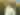 Woman at Sunflower Field