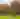 Two bison stand in a grassy field