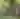 side angle of a mountain lion standing in green grass, with little yellow flowers