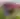 AuntB's Blossoms