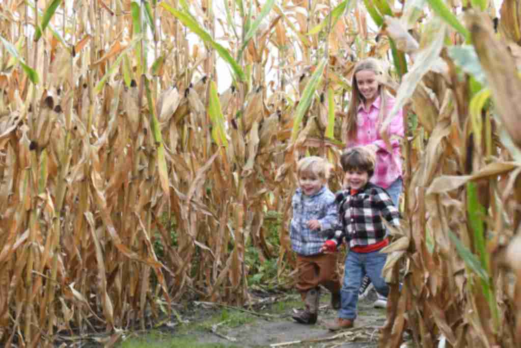 Hogan Farms corn maze