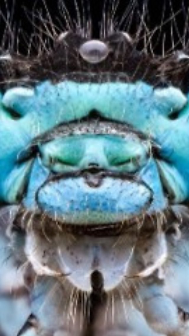 Extreme macro close-up of an insect’s face, showing two large, iridescent blue-green compound eyes on either side, a textured teal mouth area with small mandibles, and fine hair-like structures and antennae above. The background is dark, making the vivid colours and intricate details of the insect’s head stand out.