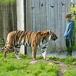 A lion in an enclosure with a young child standing looking into the enclosure.