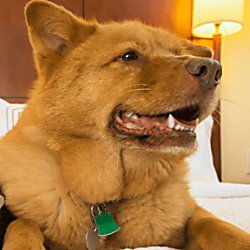 A golden dog sits on a large white bed smiling.