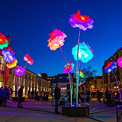 A light installation of groups of light that look like flowers in a street with buildings either side.