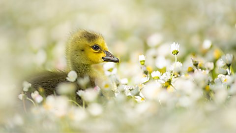 Gosling in daisies. Credit WWT and Ben Andrews
