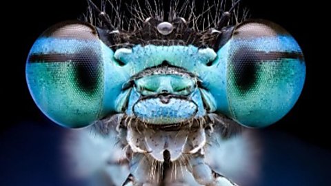 Extreme macro close-up of an insect’s face, showing two large, iridescent blue-green compound eyes on either side, a textured teal mouth area with small mandibles, and fine hair-like structures and antennae above. The background is dark, making the vivid colours and intricate details of the insect’s head stand out.