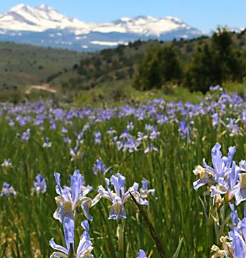 Wild iris dotting a green field with snowy mountains far in the background