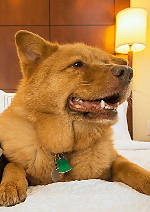 A golden dog sits on a large white bed smiling.