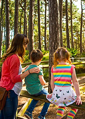 Family sitting in the pinewoods in the day