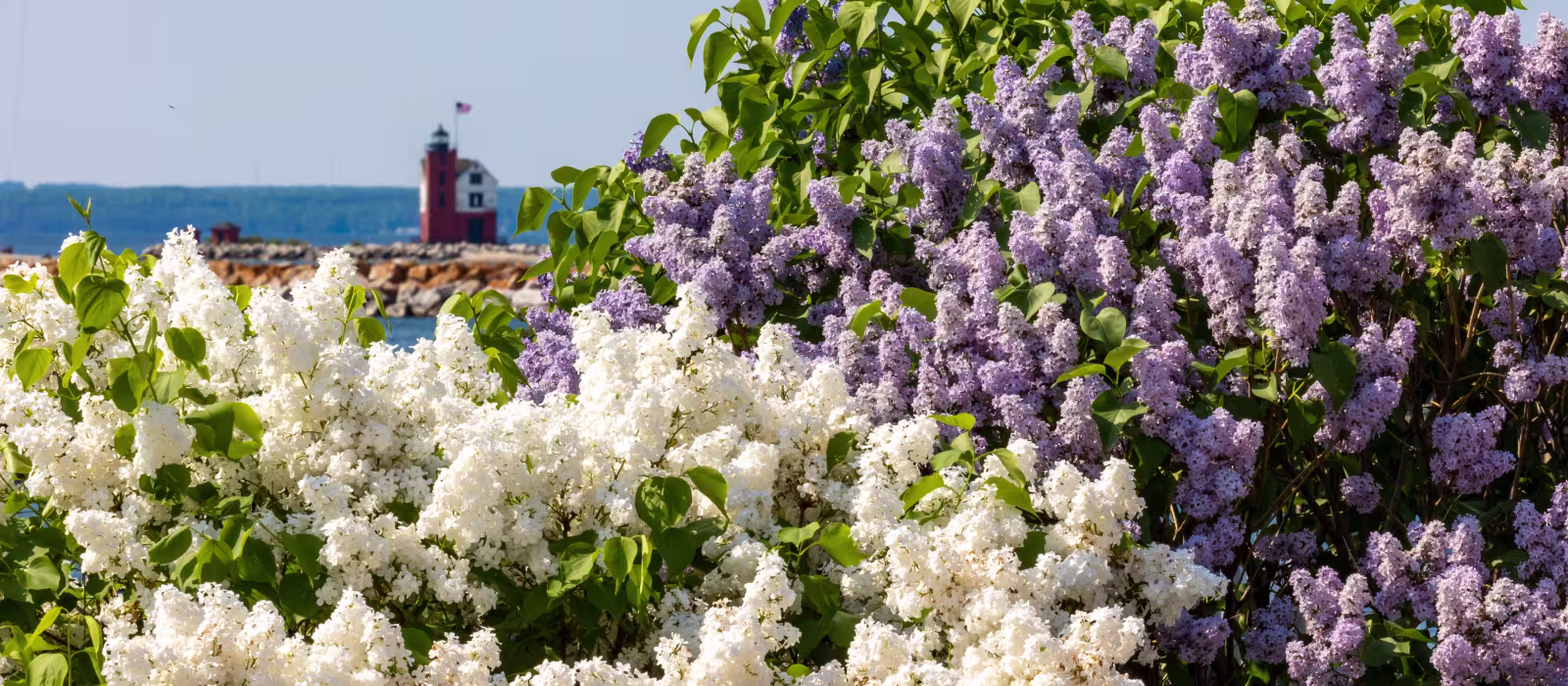 Lilacs blooming on Mackinac Island