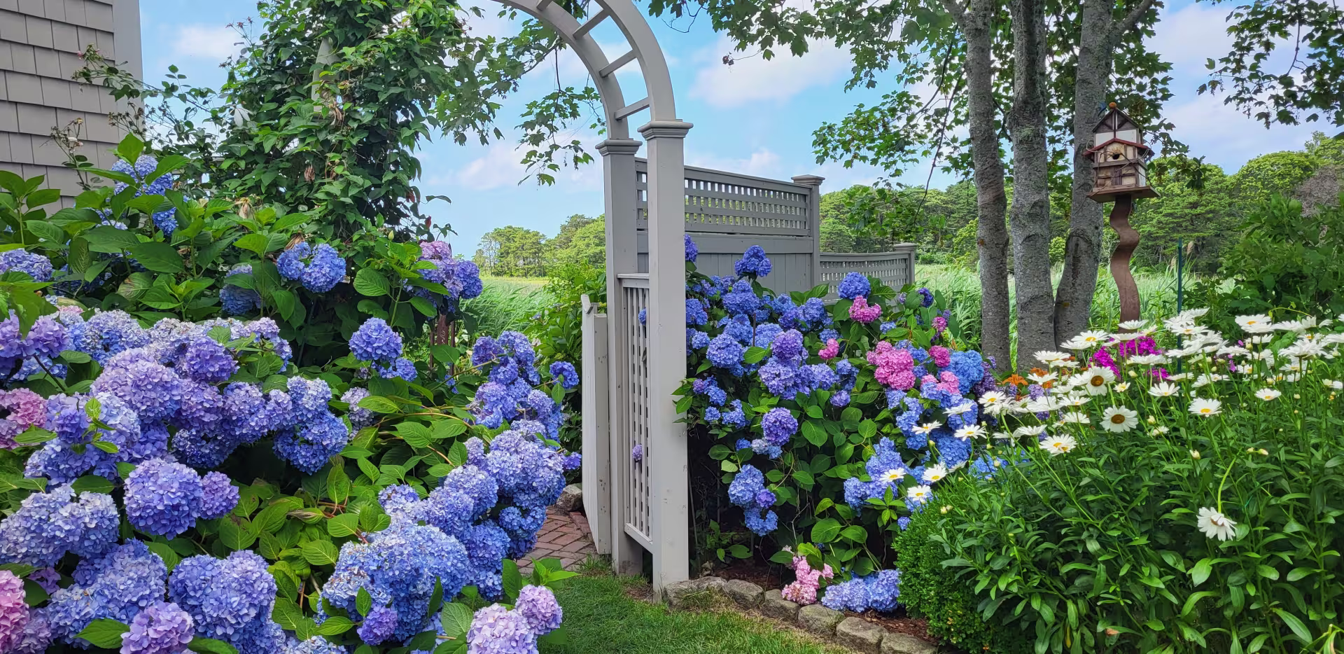 Cape Cod Hydrangea Festival Photo