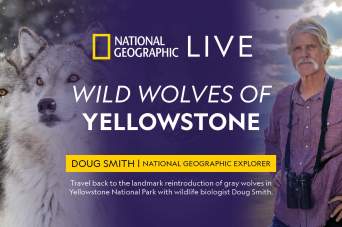 Wild Wolves