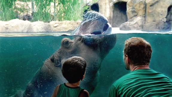 Cincinnati Zoo - Hippo Cove