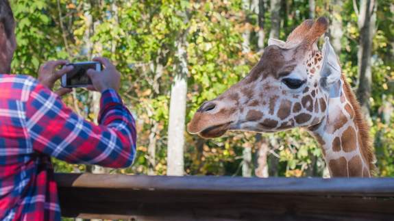 people taking a photo of a giraffe