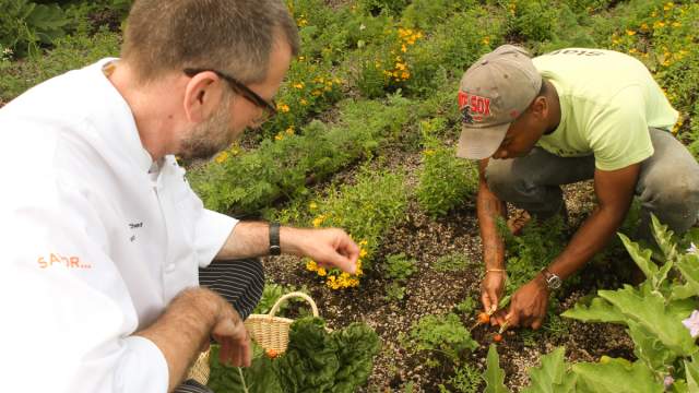 Two people picking herbs in a field