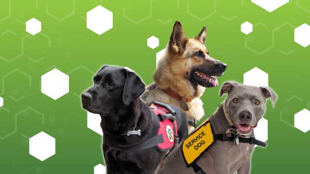 Furfluencer Header