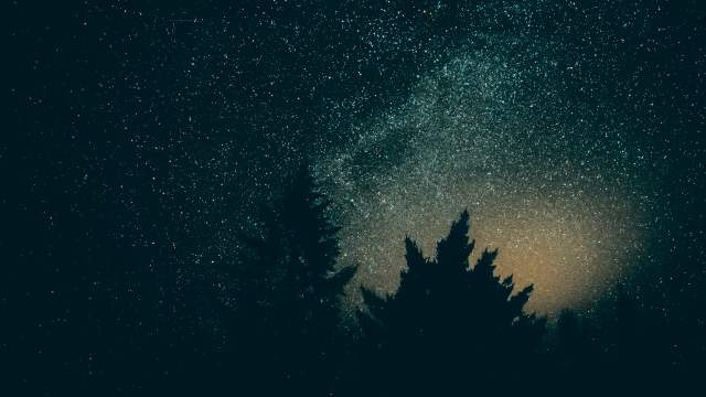 night sky trees 2
