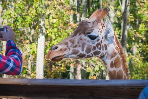 people taking a photo of a giraffe