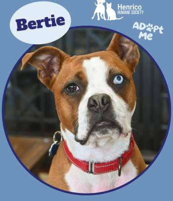 HHS x HSEC Nov Mascot