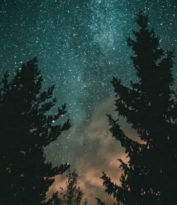trees and night sky