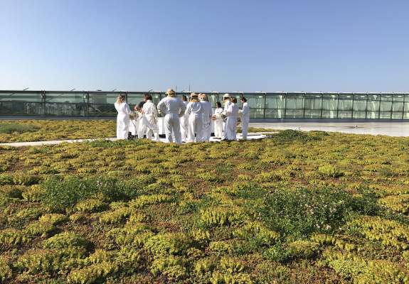 BEEs Roof