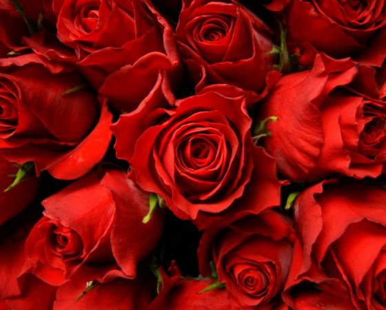 Red Roses Florist