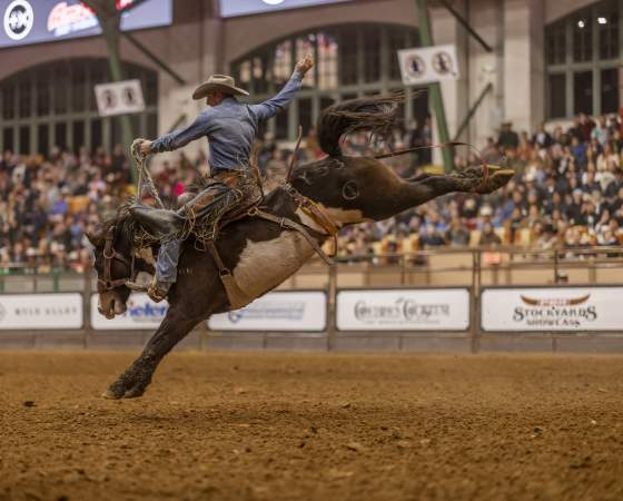 Rodeo Horse