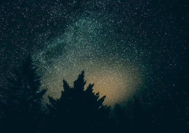 night sky trees 2