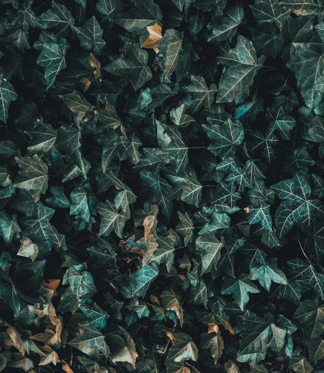 ivy