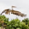 WWT Slimbridge Wetland Centre