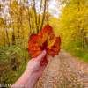 Self-Guided Fall Color Tour in Muskegon County