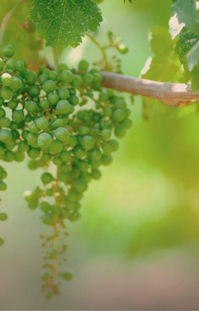 Green grapes on the vine