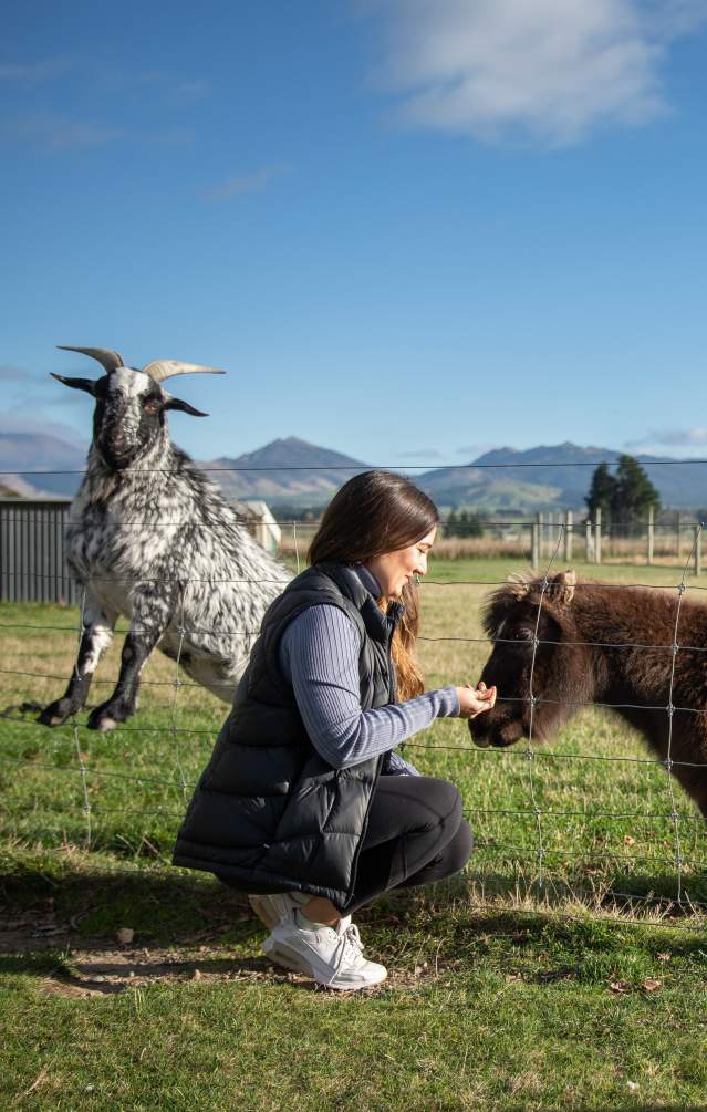 Farm Animals - Southland, New Zealand
