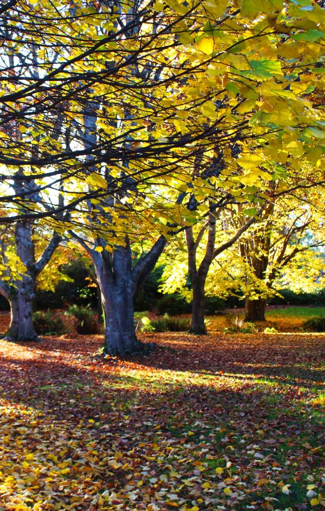 Autumn in Queens Park, Invercargill