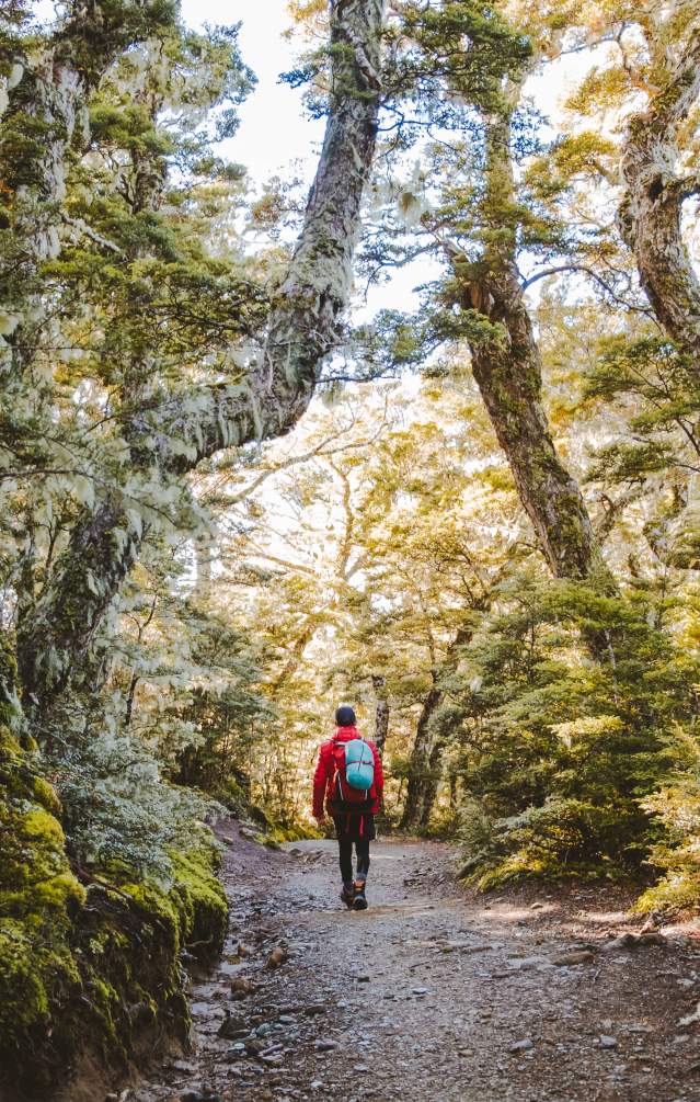 Kepler Track Day Walk with Fiordland Outdoors