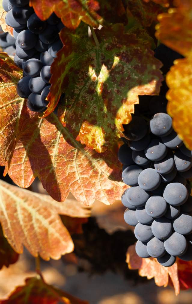 Harvest Time in Gilroy