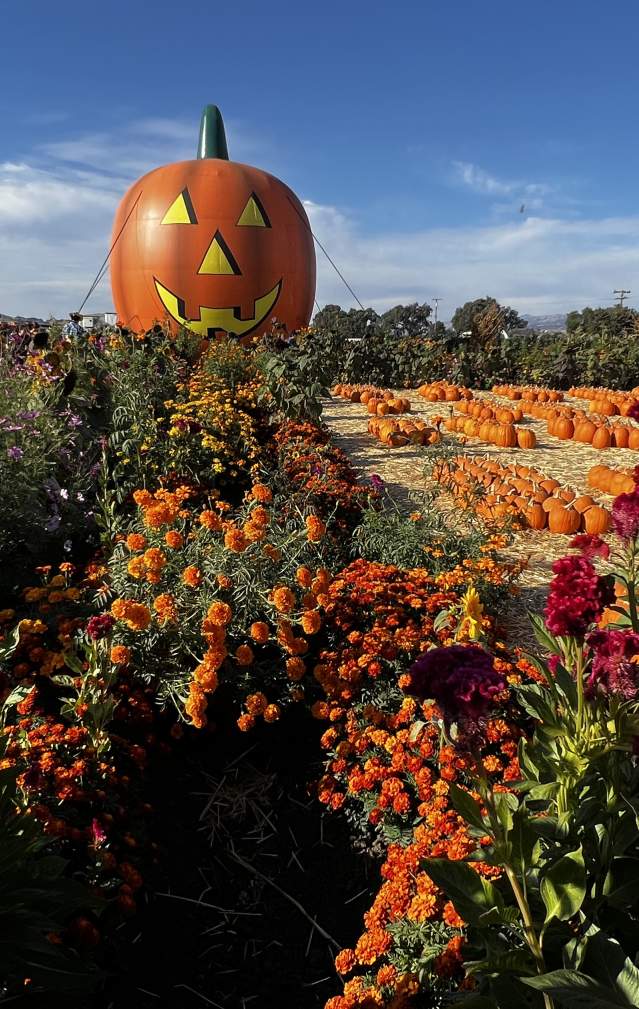 Rows of colorfull fall flowers and vibrant pumpkins in the pumpkin patch, a giant inflatable pumpkin decoration sits in the background with blue sky above.