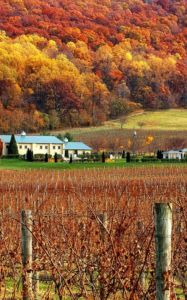 Fall foliage on the hillside behind rows of grapevines at Breaux Vineyards in Purcellville, Virginia