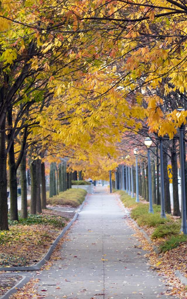 Fall foliage along Clinton Street at Headwaters Park in Fort Wayne.