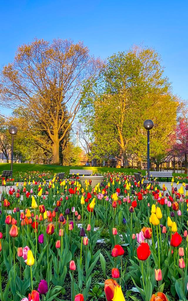 Colorful spring tulips at Freimann Square