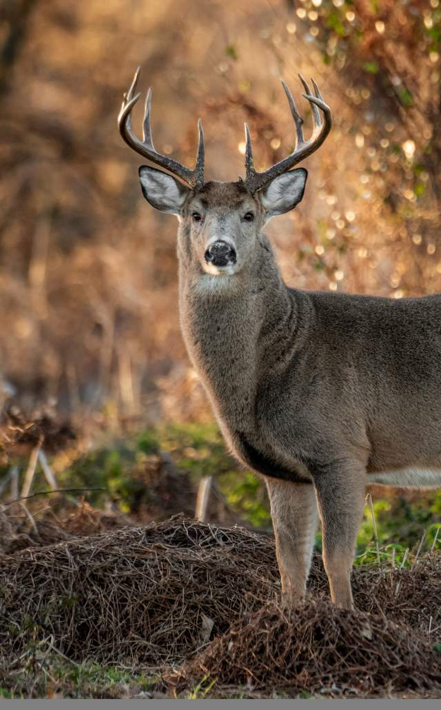 White tailed deer at sunrise