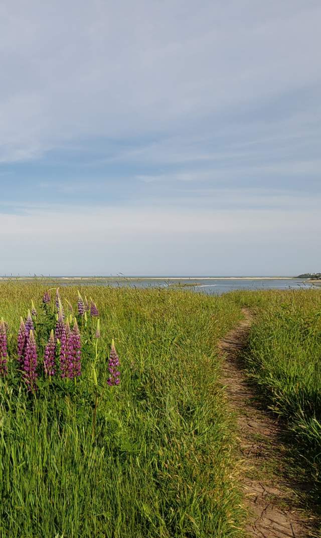 Happy Trails: Family Hikes on Cape Cod