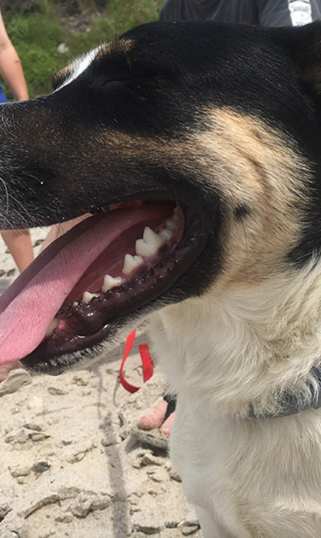 Dog on Beach