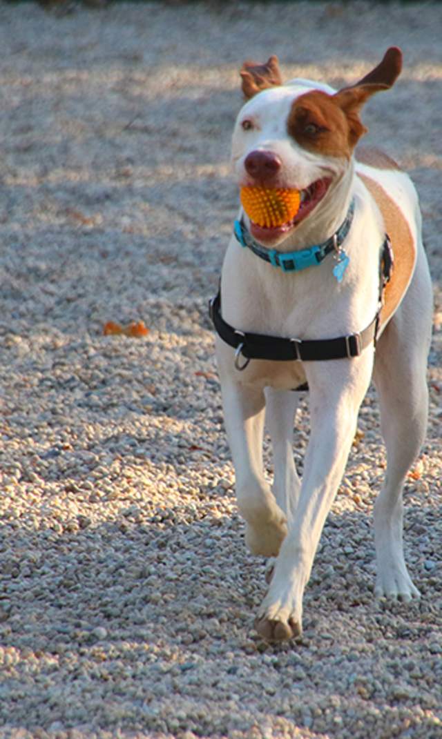 Yarmouth Dog Park