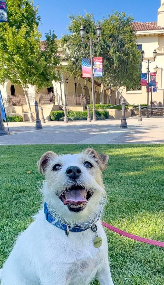 Dog Friendly Places in Temecula Valley