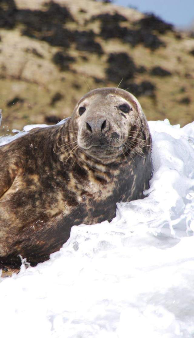 Seal