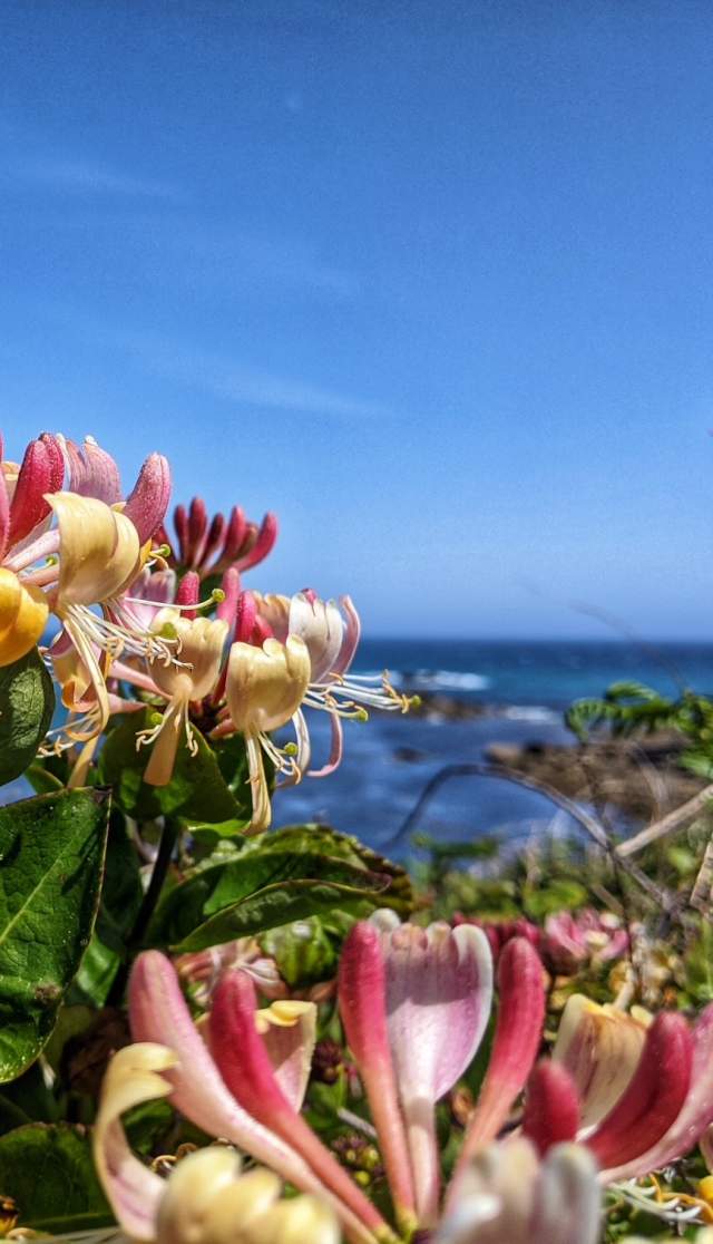 Flowers with a view