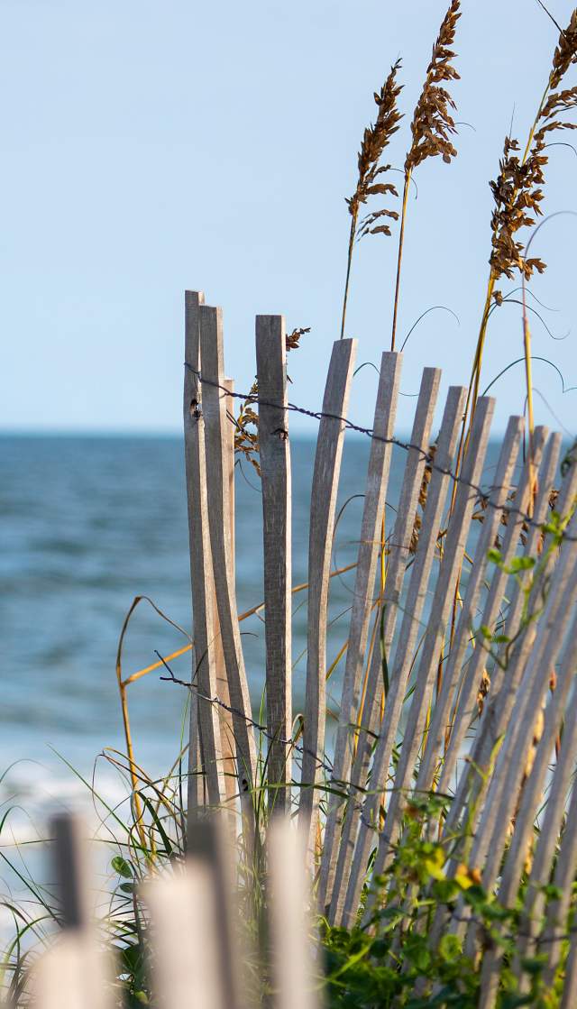 Sand fence with mature sea oats and a view of the ocean in the background